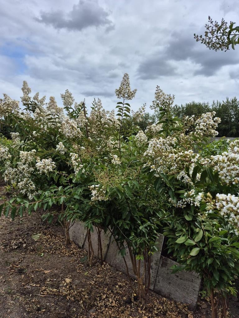 Lagerstroemia indica 'Natchez', Tuin en Terras, Overige soorten, 250 tot 400 cm, Zomer, Ophalen