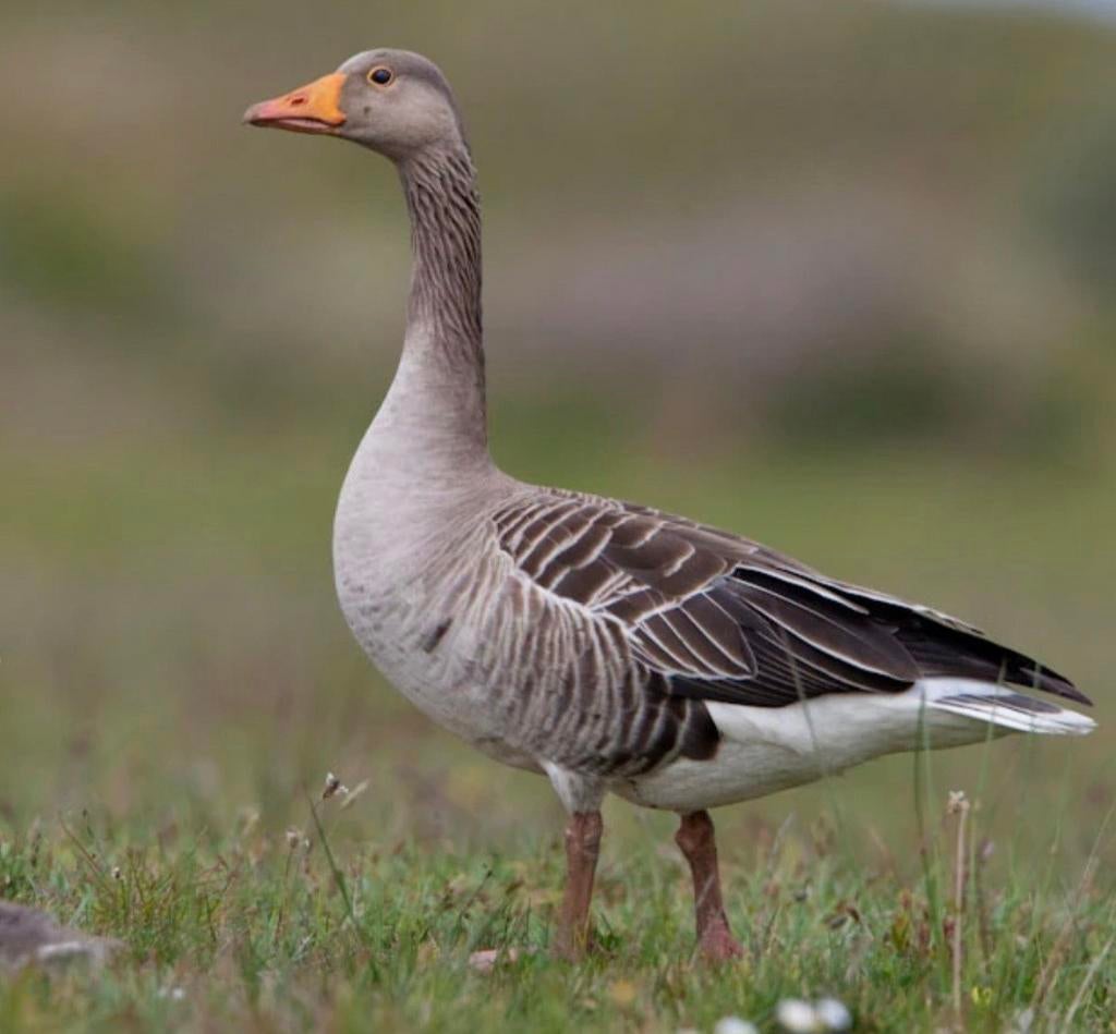 Grauwe gans gezocht, Dieren en Toebehoren, Pluimvee, Vrouwelijk, Gans of Zwaan
