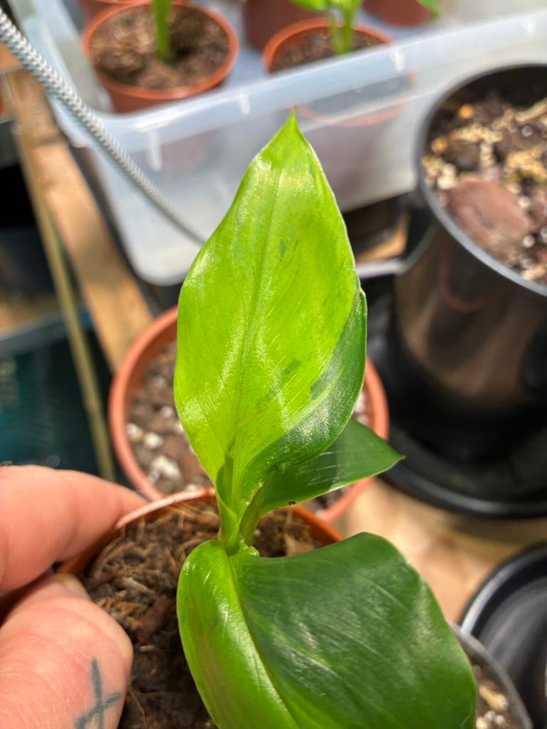 Musa Basjoo Variegata 'Lime Mint' - Zeldzame Bananenplant, Tuin en Terras, Planten | Tuinplanten, Overige soorten, Volle zon, Vaste plant
