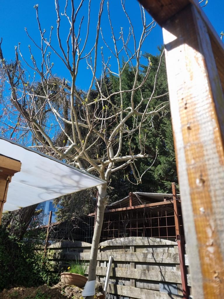 Gratis vijgenboom.. eind volgende week moet hij weg zijn, Tuin en Terras, Bloeit niet, Overige soorten, 100 tot 250 cm, Ophalen