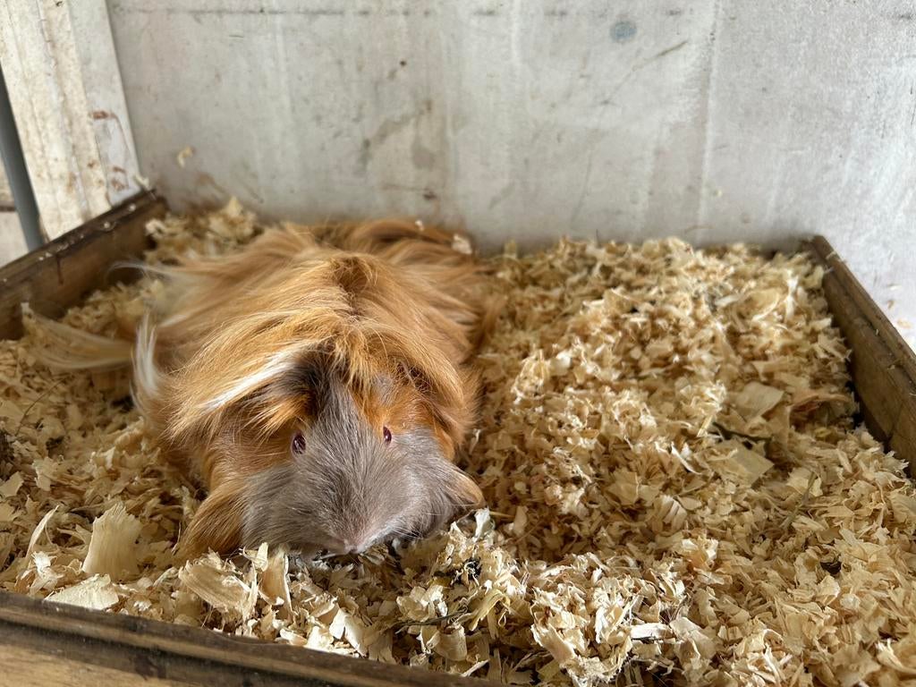 Te koop cavia langhaar peruvian beer, Dieren en Toebehoren, Cavia, Mannelijk, Tam, Oktober