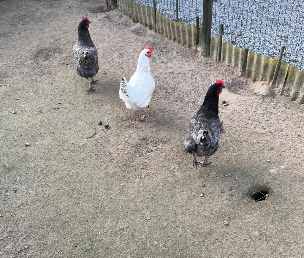 Kippen Blue de Landes en Sussex te koop, Dieren en Toebehoren, Vrouwelijk, Kip
