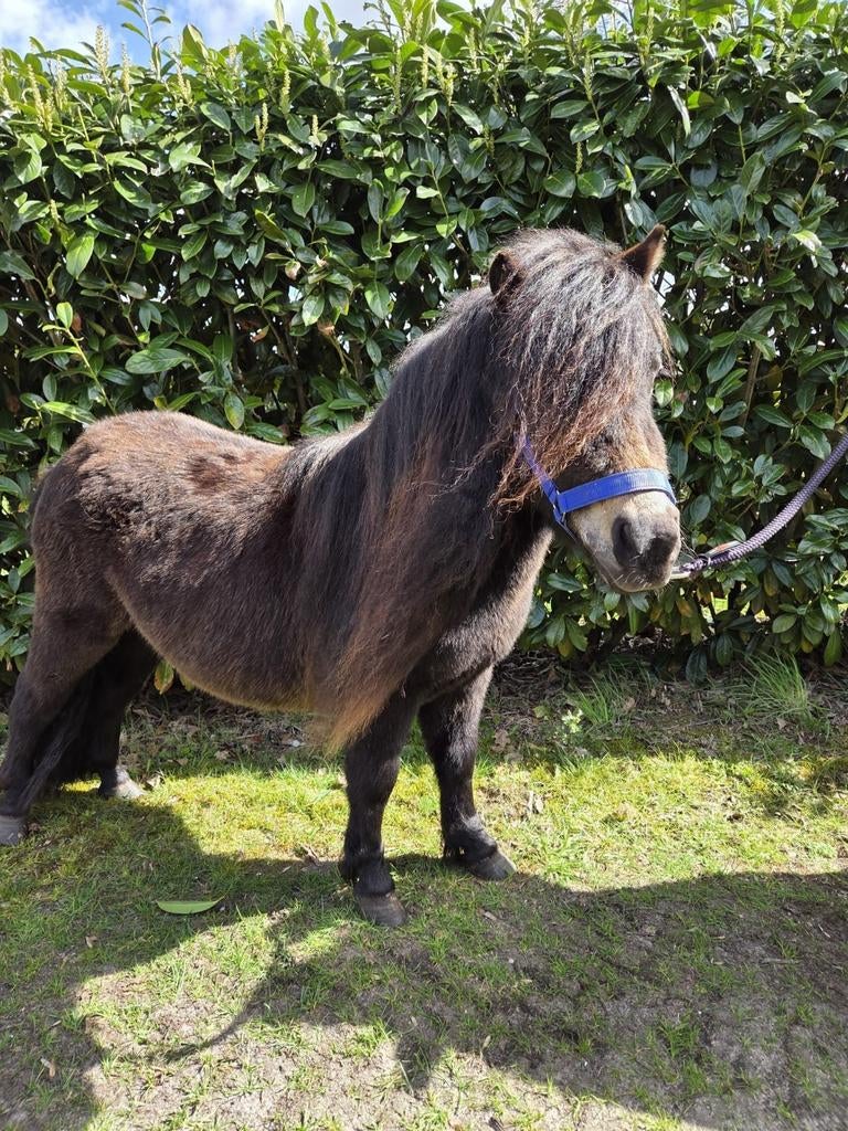 Shetlander merrie, Merrie