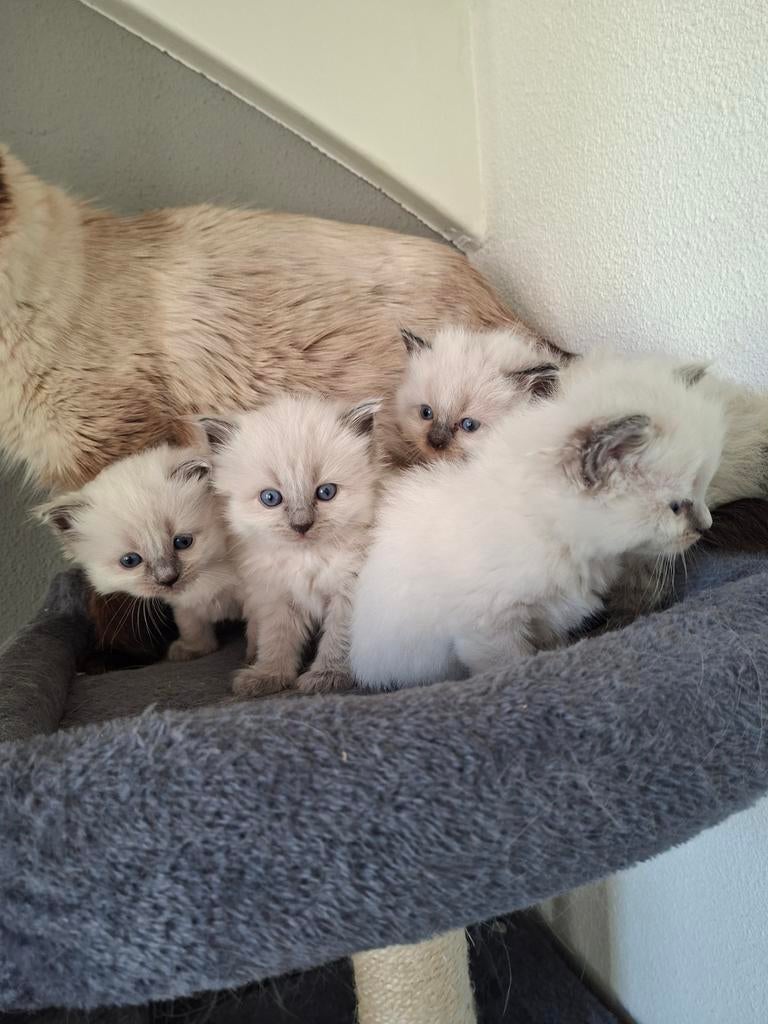 Ragdoll kittens, Meerdere dieren, Ontwormd, 0 tot 2 jaar