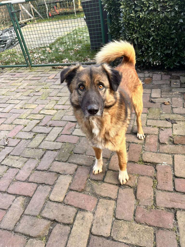 Chester, medium herder mix reu gec 2 jaar, Dieren en Toebehoren, Honden | Niet-rashonden, Particulier, Reu, 1 tot 2 jaar, Buitenland