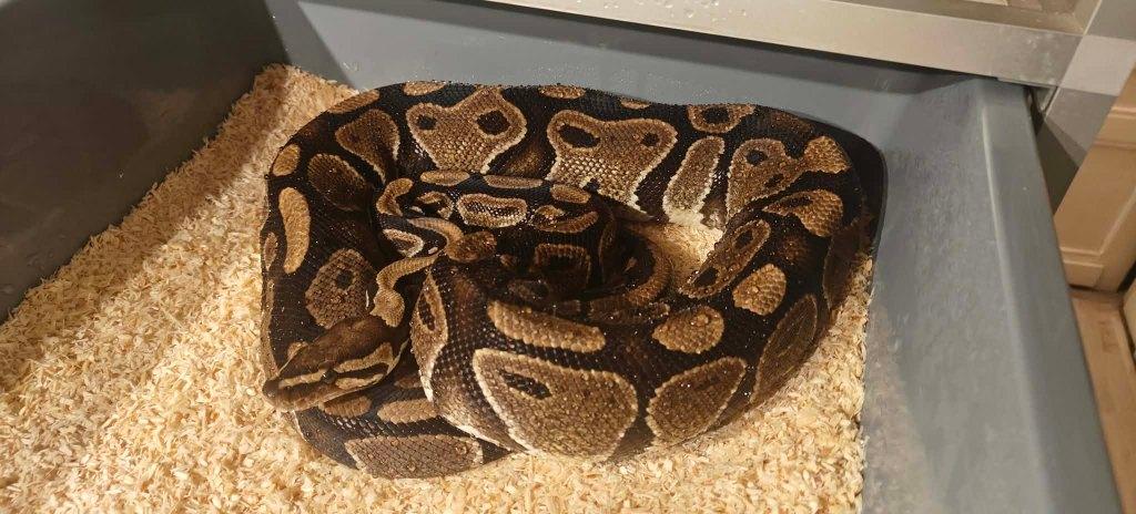 ball python 0.1 WK het cryptic Ball Python - female for sale from shirley sterckx