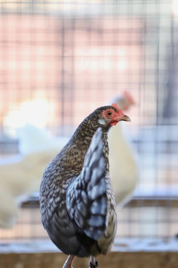 Hollandse krielkippen | Mooie kippen | Veel keuze, Vrouwelijk, Kip