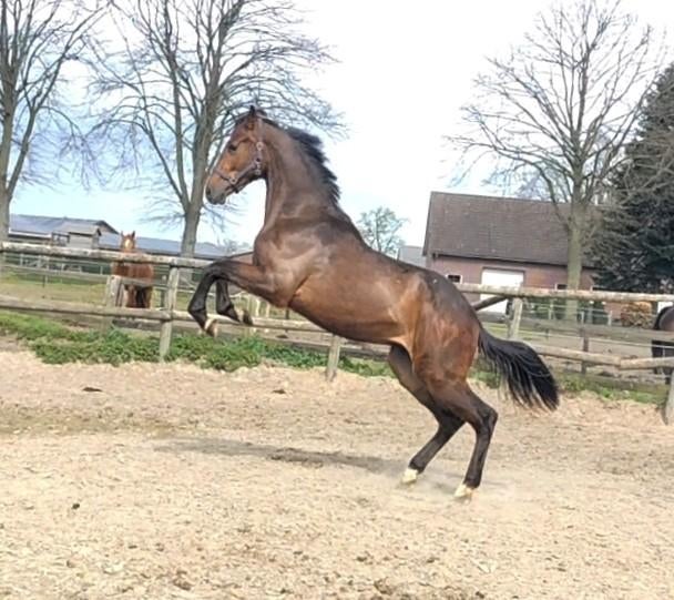 Prachtige grote 2 jarige springruin met veel potentie! ‼️, Dieren en Toebehoren, Paarden, Springpaard, Met stamboom, Ruin, 0 tot 2 jaar