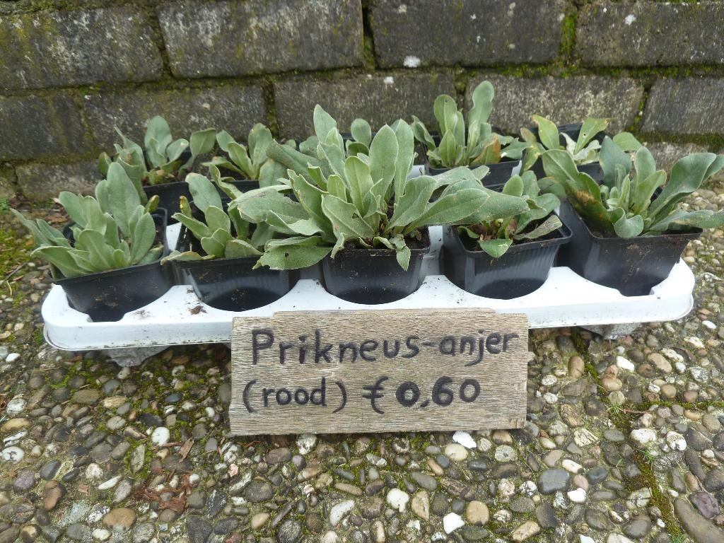 Prikneus anjer planten, Volle zon, Tweejarig, Zomer, Ophalen