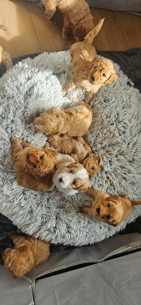 Australian Labradoodle medium/mini, 8 tot 15 weken, Parvo, Meerdere, Meerdere dieren