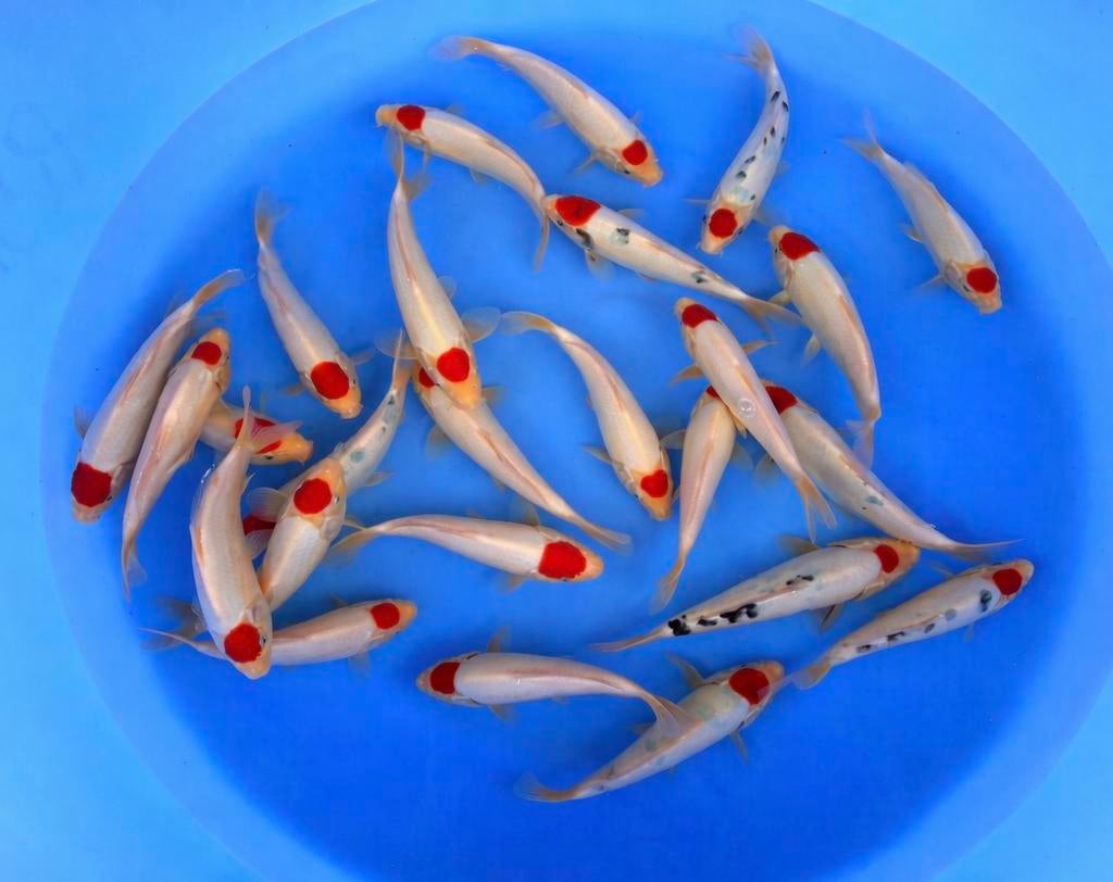 Tancho kohaku, tancho sanke, Dieren en Toebehoren, Karper of Koi
