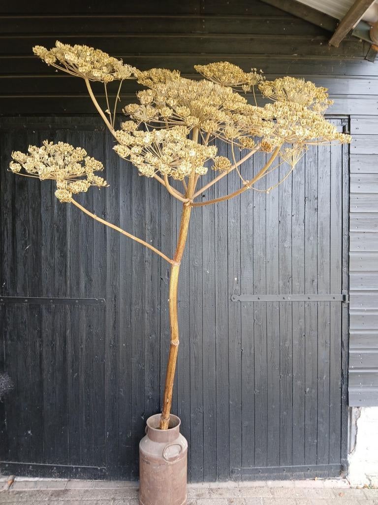 Gedroogde Berenklauw, Ophalen, Nieuw