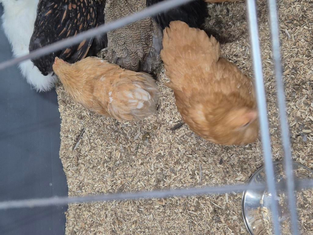 Cochin kriel hennen, Vrouwelijk, Kip