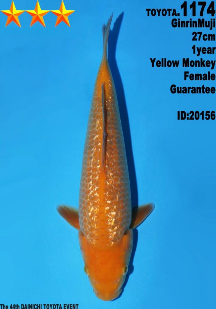 Female Yellow Monkey GINRIN  Dainchi Toyota JUMBO KOI, Dieren en Toebehoren, Karper of Koi