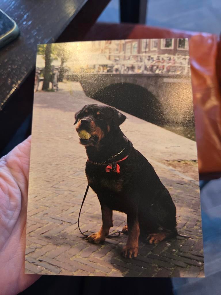 Vintage Ansichtkaart Rottweiler met Tennisbal in Amsterdam, Ophalen of Verzenden, 1980 tot heden, Ongelopen, Noord-Holland