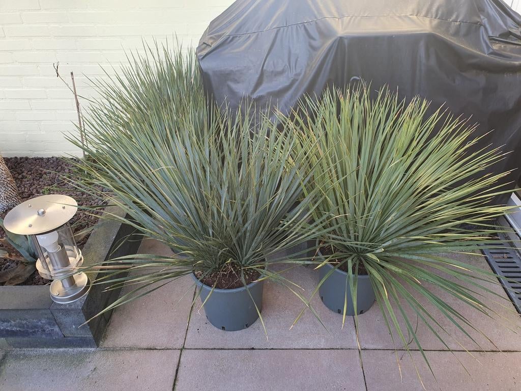 Yucca rostrata, Ophalen, Overige soorten, Volle zon