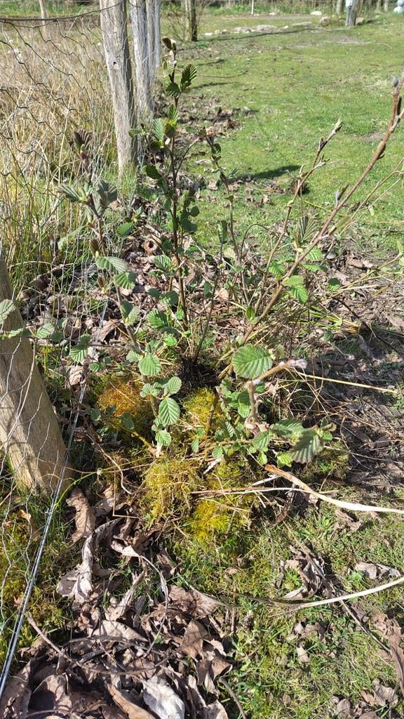 Gratis Zwarte Els zaailingen in verschillende maten., Ophalen, Overige soorten, Minder dan 100 cm