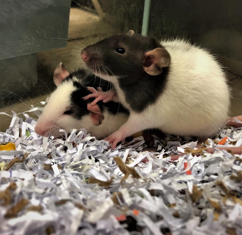 Tamme ratjes | Husky ratjes | Al uw benodigdheden, Dieren en Toebehoren, Rat, Februari, Meerdere dieren, Tam