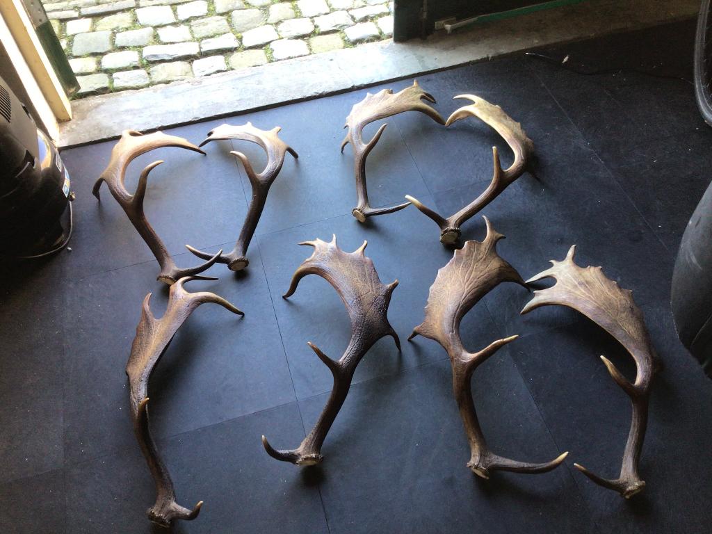 Geweien damherten., Verzamelen, Dierenverzamelingen, Ophalen of Verzenden, Zo goed als nieuw, Hert, Gewei of Kop