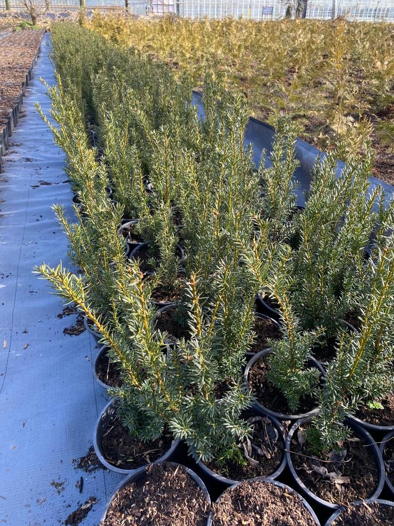 Taxus baccata 40cm in20cmpot va.€3, Tuin en Terras, Planten | Struiken en Hagen, Ophalen, Taxus, Minder dan 100 cm