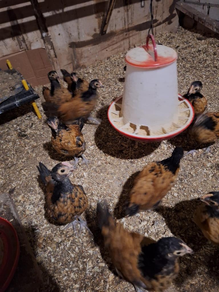 vorwerk haantjes, Mannelijk, Kip