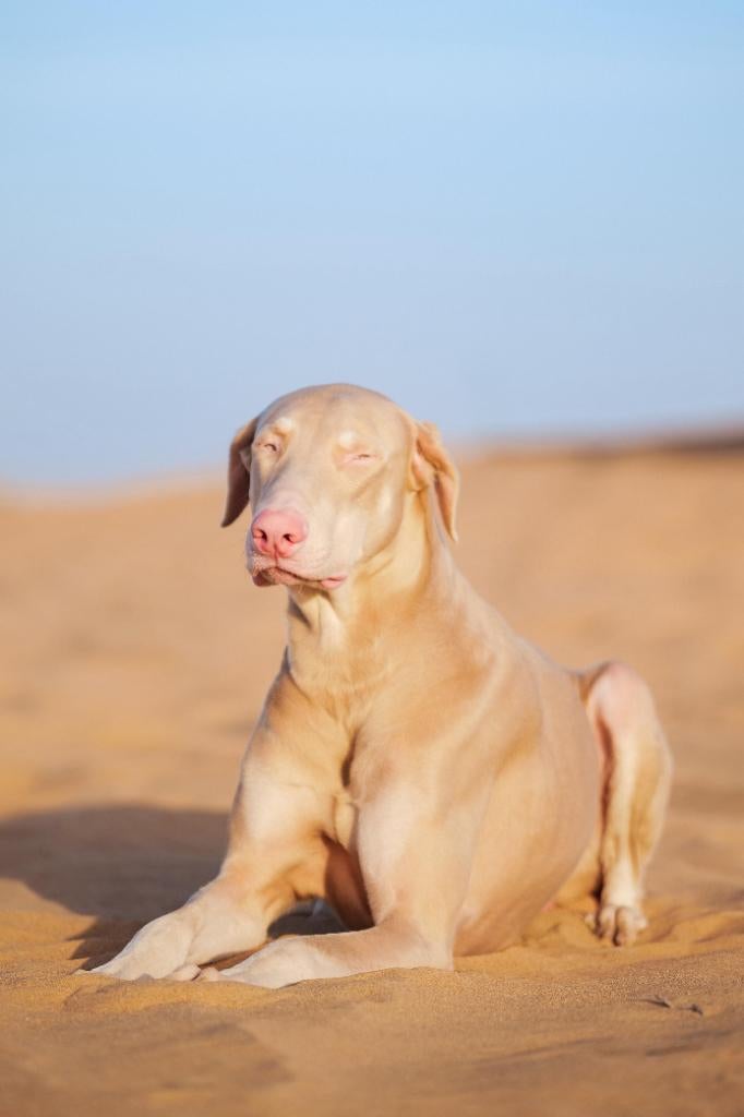 Doberman Albino ter adoptie (interesse peiling), Dieren en Toebehoren, Honden | Niet-rashonden, Particulier, Reu, Buitenland, Parvo