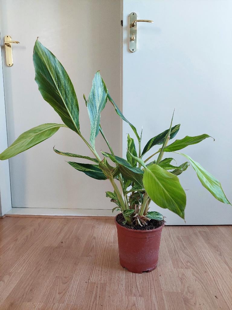 Alpinia Zerumbet - Gember/ Schelpengember H: 75 cm., Ophalen, Overige soorten, Halfschaduw, Minder dan 100 cm