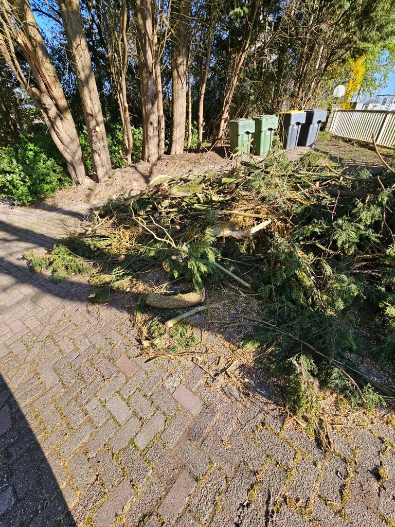 Hout van omgevallen boom, Ophalen of Verzenden