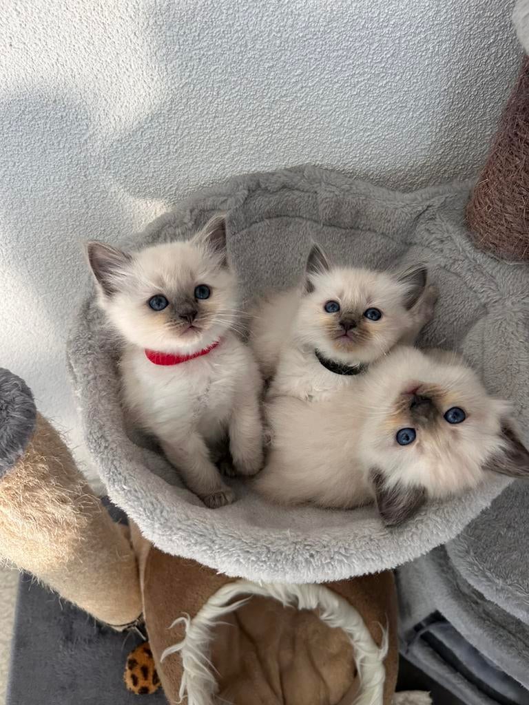 Ragdoll blue point kittens, Dieren en Toebehoren, 0 tot 2 jaar