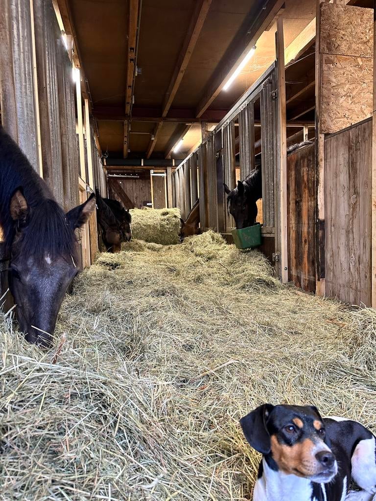 Opfok + weidegang, Weidegang, 4 paarden of pony's of meer