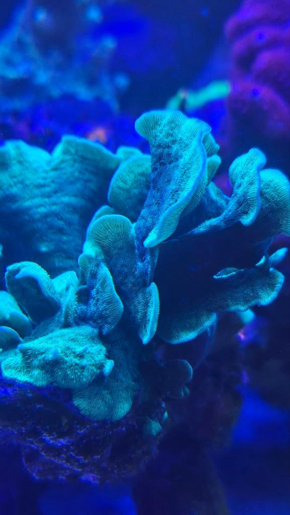 Koraal stekjes, Dieren en Toebehoren, Vissen | Aquariumvissen, Zoutwatervis, Overige typen, Schoolvis