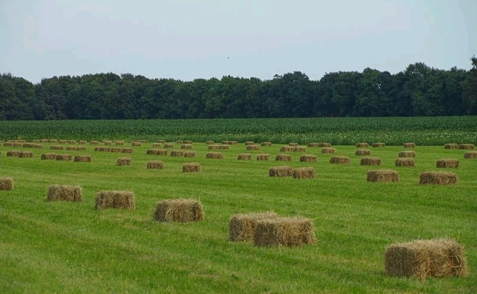 GEZOCHT: hooi van het land 2026, Dieren en Toebehoren, Dierenvoeding, Ophalen, Vee