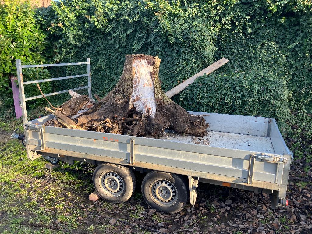 Gratis boom stronken / stobben walnoot, Tuin en Terras, Haardhout, 3 tot 6 m³, Ophalen, Overige houtsoorten, Stammen