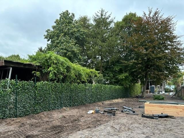 Hedera kant en klaar haag - Hedera scherm - Hedera Rek, Ophalen of Verzenden, Overige soorten, 100 tot 250 cm