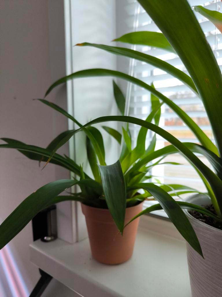 Bromelia kamerplant, Ophalen, Halfschaduw, Minder dan 100 cm