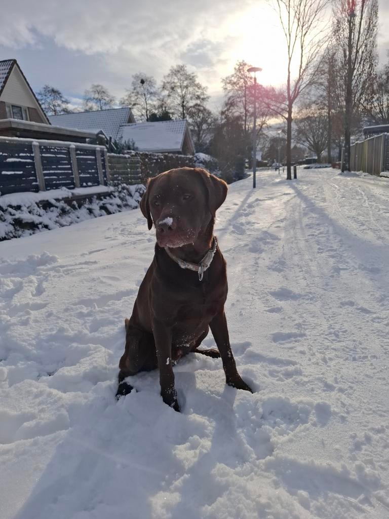 Mooie ervaren, gezonde labrador dekreu, Reu, Eén hond, 3 tot 5 jaar, HCC (leverziekte)
