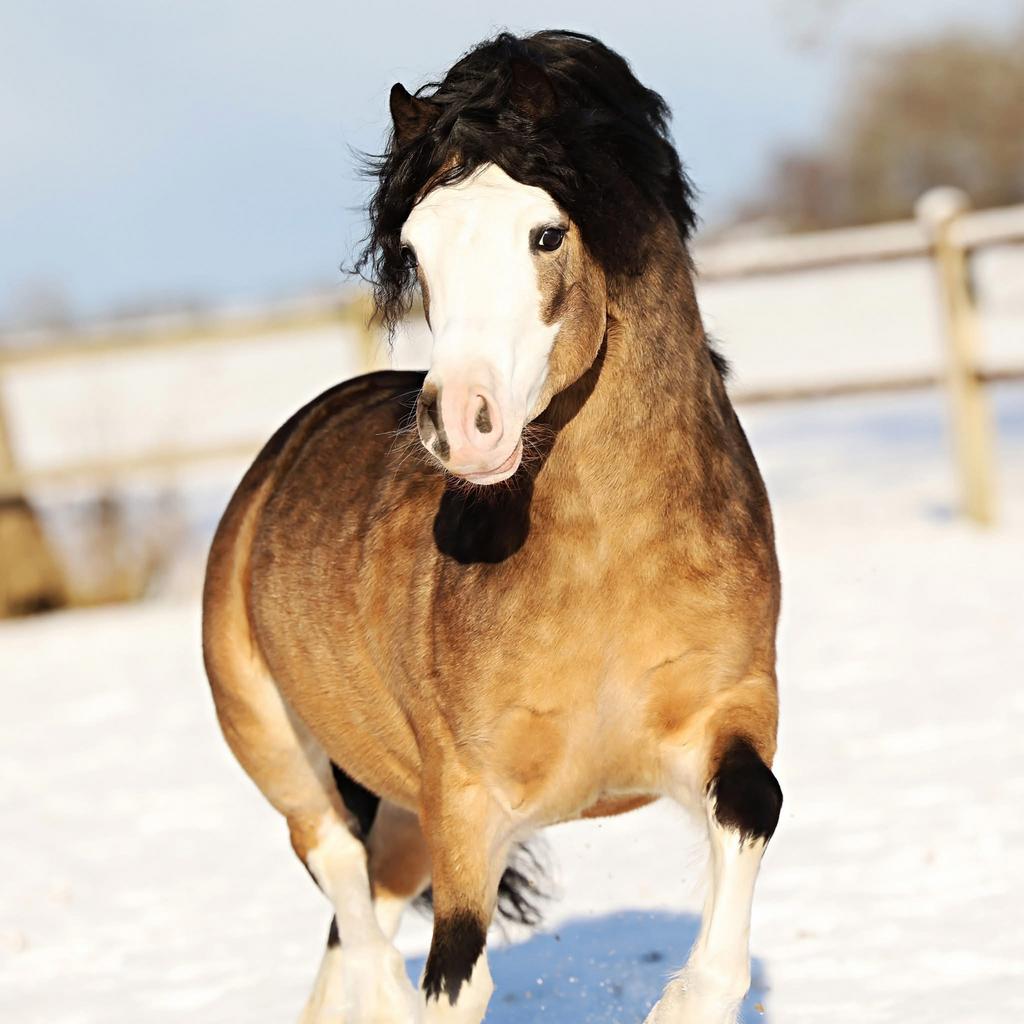 # Prachtige Welsh hengsten ter dekking aangeboden in 2026! #, Meerdere dieren