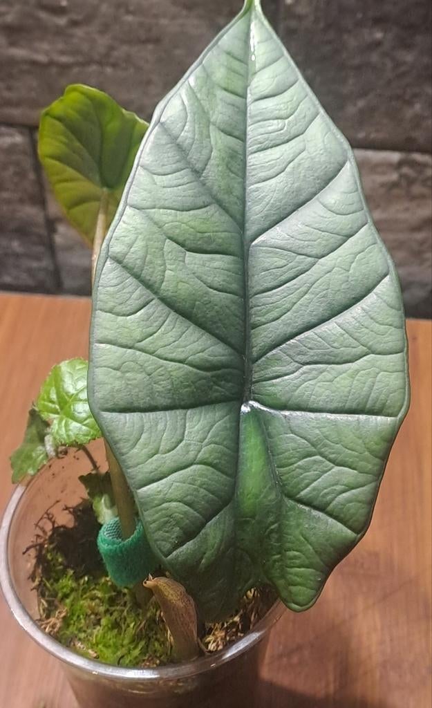 Alocasia Platinum, Huis en Inrichting, Kamerplanten, Ophalen of Verzenden, Halfschaduw, Minder dan 100 cm