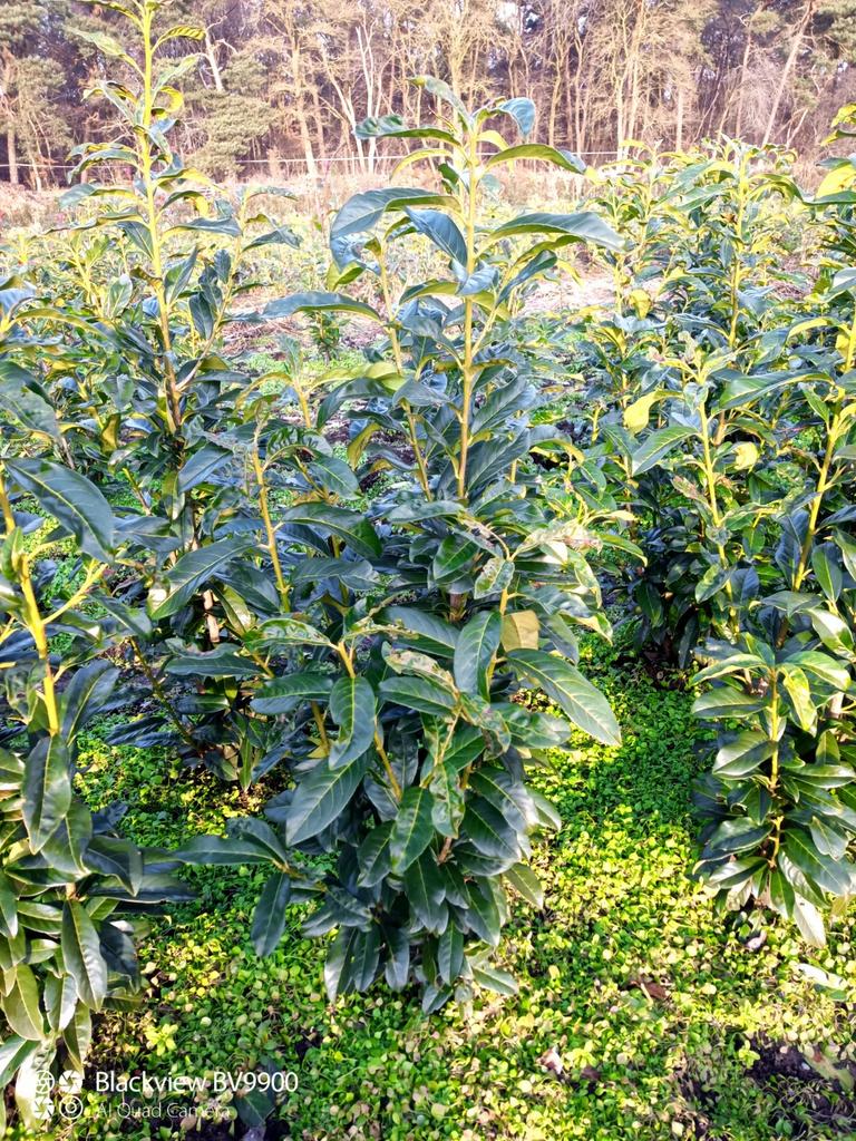 Laurier smal blijvende Prunus genolia 80-100-120cm struiken, Ophalen of Verzenden, Laurier, Struik, 100 tot 250 cm