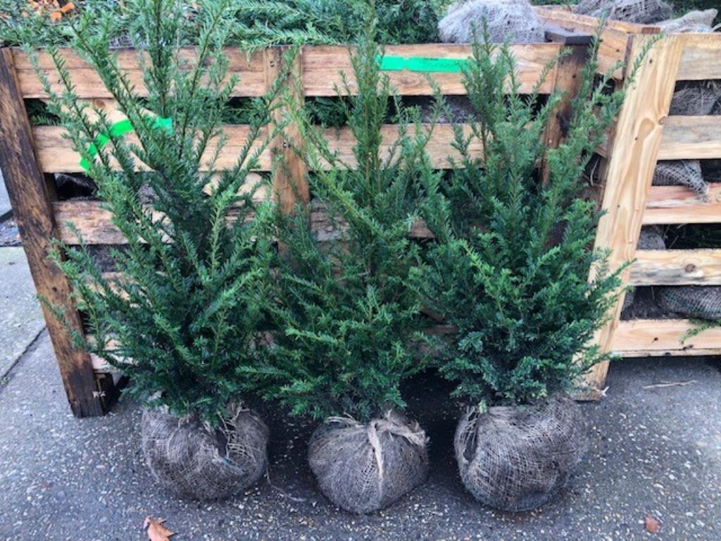 Taxus Baccata met kluit, nu een grote partij op voorraad, Tuin en Terras, Planten | Struiken en Hagen, Ophalen, Taxus, Haag, 100 tot 250 cm