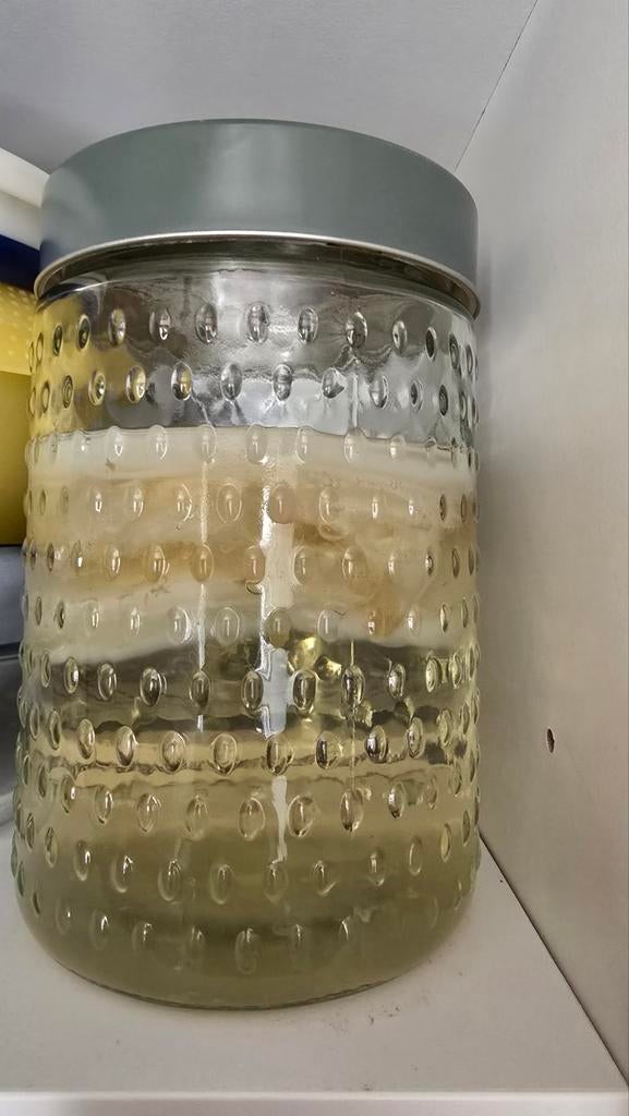 Scoby voor kombucha met startervloeistof, Ophalen