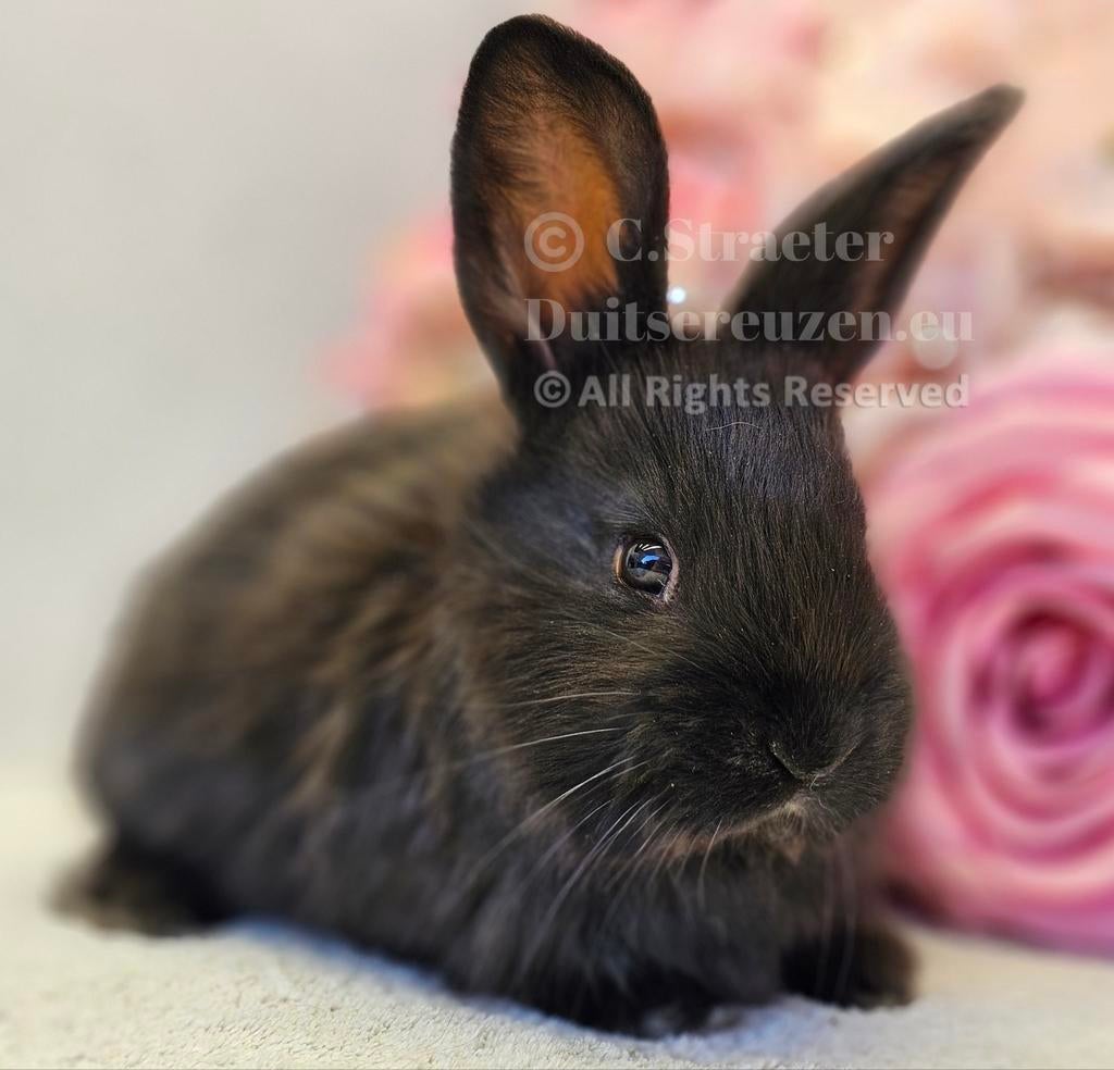 Duitse reuzen XXL lijn, Meerdere dieren, Groot, 0 tot 2 jaar
