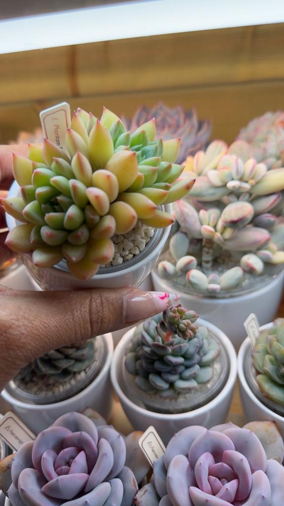 Echeveria Phantom Beauty, Verzenden