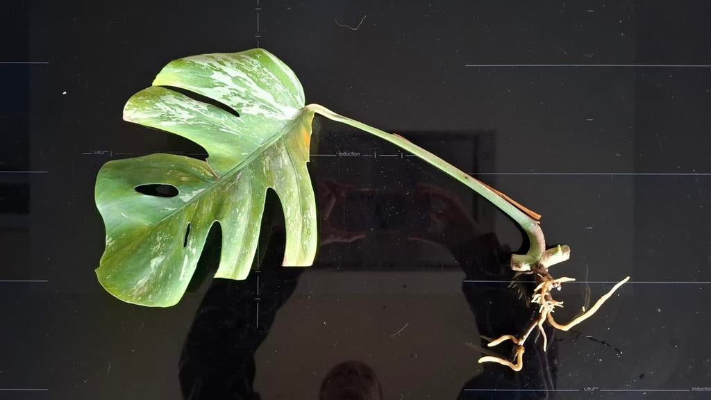 Monstera Variegata stek met wortels, Tuin en Terras, Ophalen of Verzenden