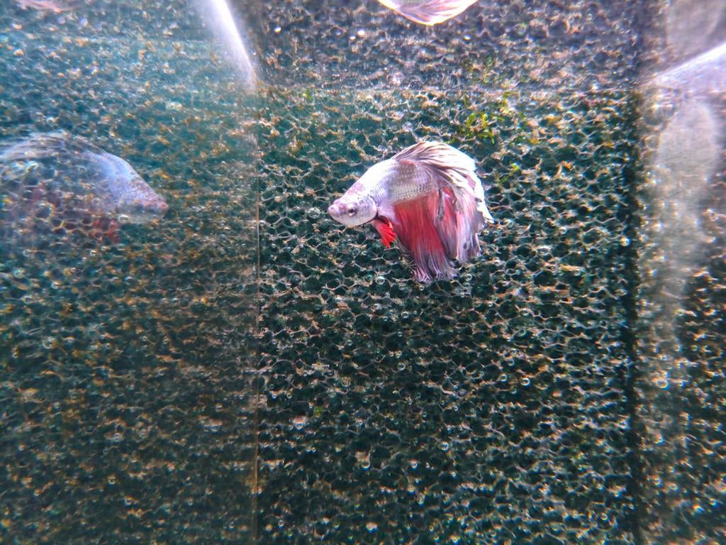 Diverse Betta splendens man op voorraad, Dieren en Toebehoren, Vissen | Aquariumvissen, Vis, Zoetwatervis