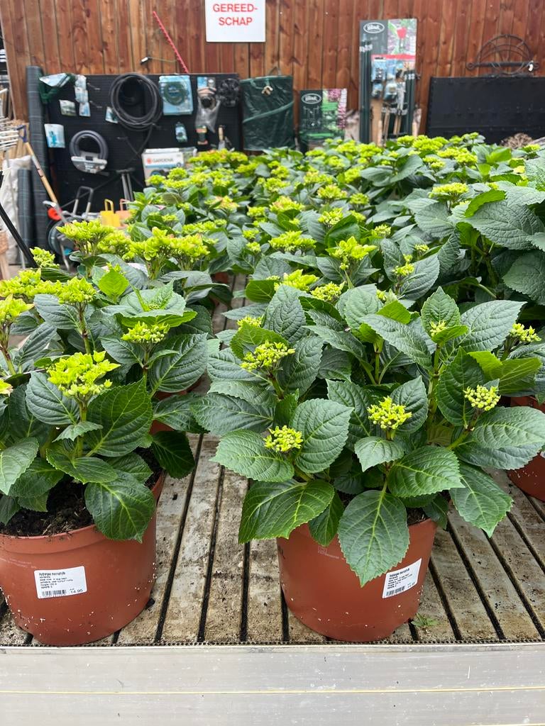 Hortensia Hydrangea macrophylla roze €14,95, Tuin en Terras, Planten | Tuinplanten, Overige soorten, Vaste plant, Ophalen of Verzenden
