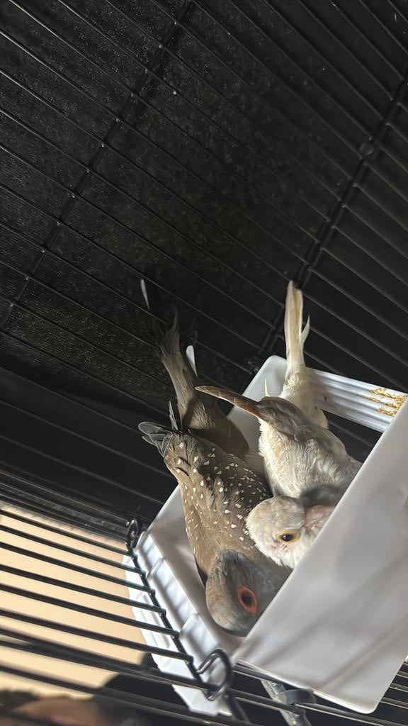 Diamant duif wit, Geslacht onbekend