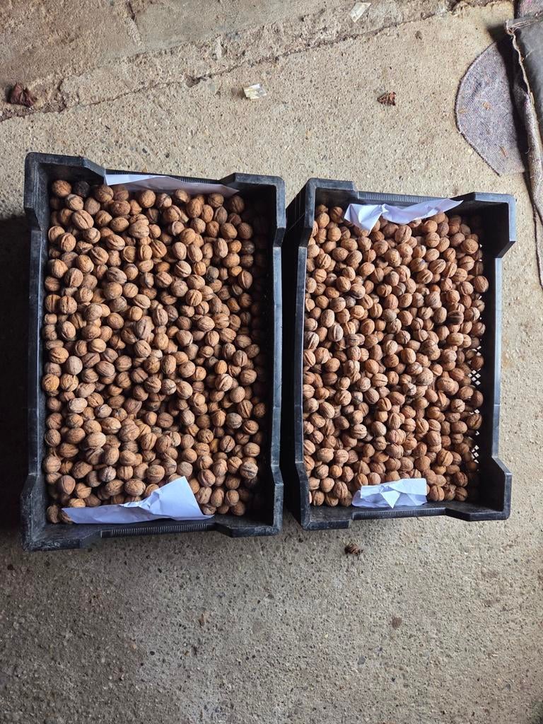 Walnoten Te Koop, Diversen, Levensmiddelen, Ophalen