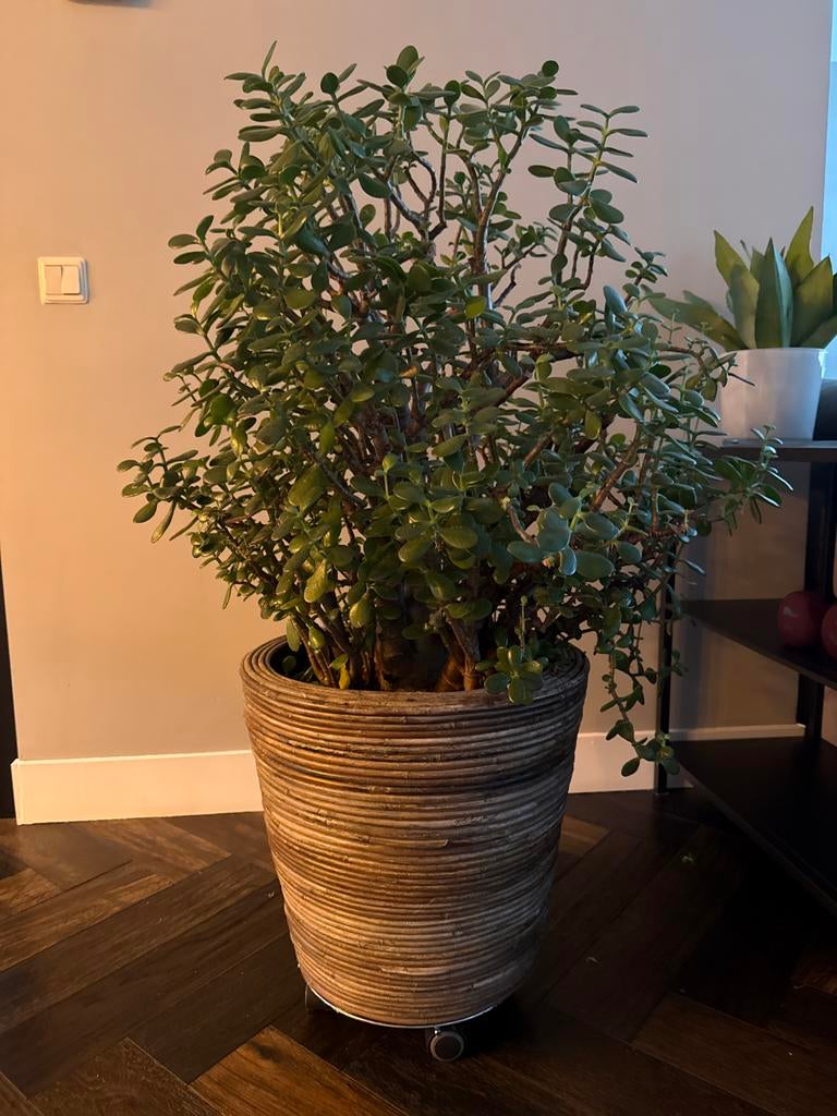 Grote Vetplant in Decoratieve Pot, Overige materialen, Gebruikt, 100 cm of meer, Rond