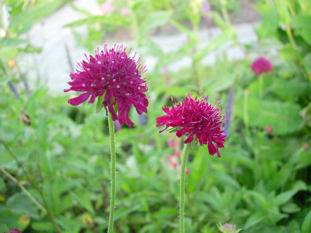 beemdkroon rood, Ophalen, Overige soorten, Volle zon